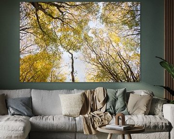 Baumkronen mit wunderschön gefärbten Herbstblättern vor blauem Himmel von Birgitte Bergman