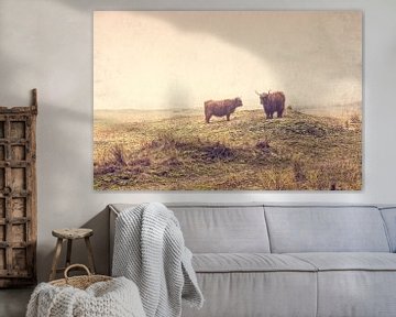 schotse hooglander in de duinen van eric van der eijk