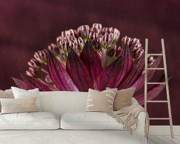 Zeeland button (Astrantia Major) with purple - pink colour blended background by Marjolijn van den Berg