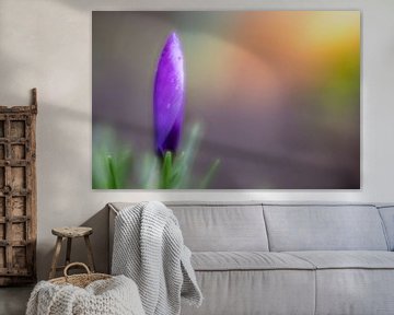 Lilac crocus with dewdrops during sunrise by John van de Gazelle fotografie