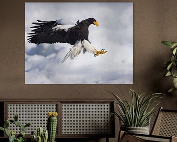 steller sea eagle by Alexander Koenders