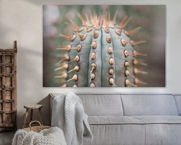 Globular cactus with spines by Birgitte Bergman