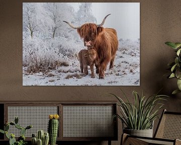Wintersprookje met Schotse Hooglander en pasgeboren kalfje