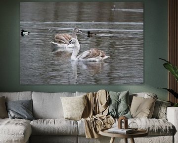 Jonge zwanen op het water in de Delftse  Hout in Delft van Ronald H