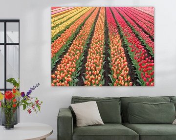 Champs de tulipes en fleurs sur Kees van den Burg