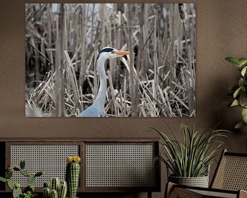 Blauwe reiger in het riet van Birdvogels