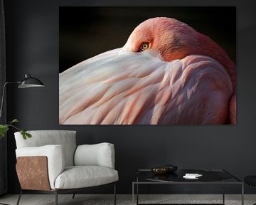 Portret van een Flamingo van Edwin Butter