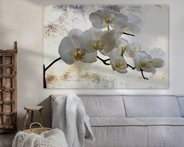 white Orchids by Christine Nöhmeier