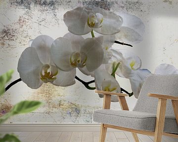 Ganz in weiss..... - Weiße Orchideen von Christine Nöhmeier