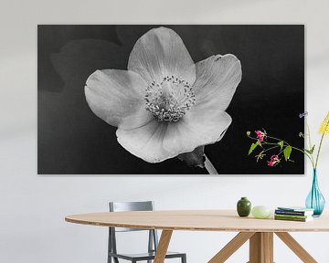 flower Helleborus by Cobi de Jong