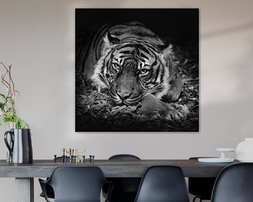 Blik van een Sumatraanse tijger -  zwartwit foto