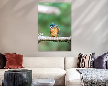 IJsvogel (Alcedo atthis) van Dirk Rüter