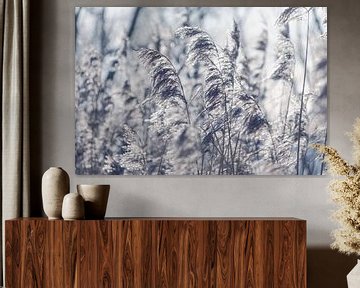 Prachtig zilver gras in de winter van Imladris Images