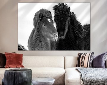 Icelandic horses in winter. by Ron van der Stappen