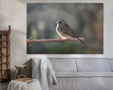 A junco bird in the garden by Claude Laprise