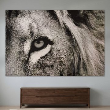 Le regard puissant du lion