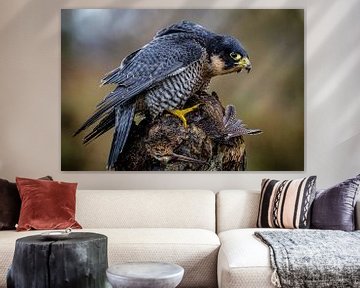 peregrine falcon with woodcock by Egon Zitter