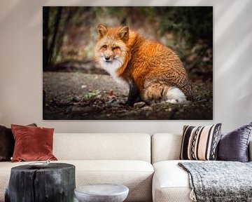 Red Fox by Thymen van Schaik