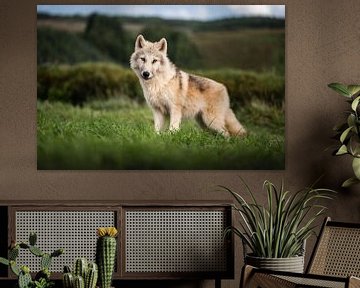 Wolven pup