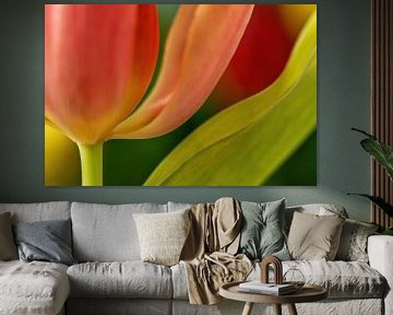 Tulipe en gros plan sur Mieke Geurts-Korsten