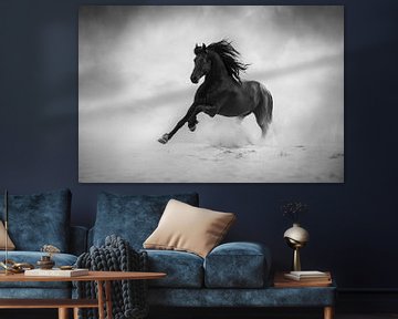 Cheval frisé au galop | noir et blanc | photographie de cheval sur Laura Dijkslag