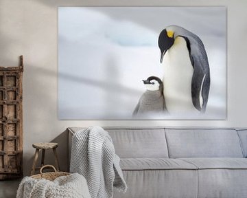 Emperor penguin family by Uwe Merkel