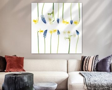 Stilleven met narcissen en blauwe druifjes