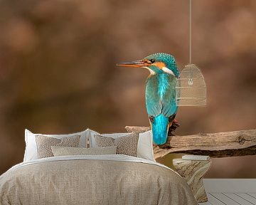 Kingfisher (Alcedo atthis)  by Richard Guijt Photography