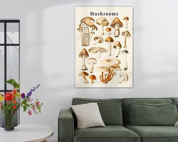 Collection de champignons sur Gal Design