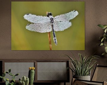 Libelle met dauwdruppels in herfst van Stefan Wiebing Photography