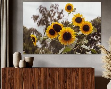 Sonnenblumen von Plinck Fotografie