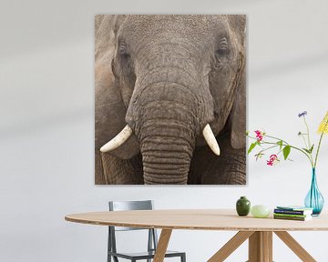 Look into the soul of an elephant and discover your own... van anja voorn