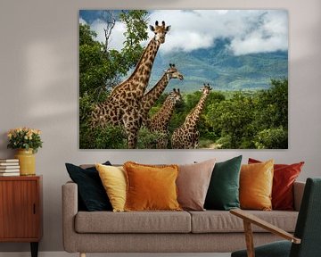 Giraffen vor der Kulisse der Kleinen Drakensberge, Südafrika von Paula Romein