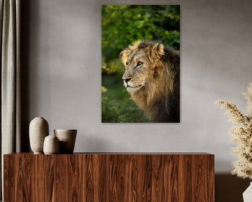 Lion in South Africa by Paula Romein