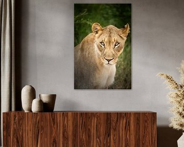 leeuwin in Zuid-Afrika van Paula Romein