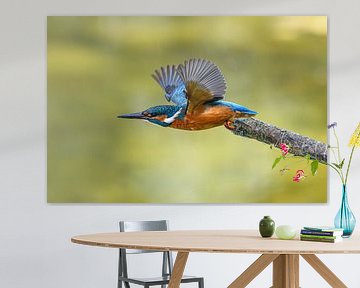 Kingfisher takes off by Lex Westerhof