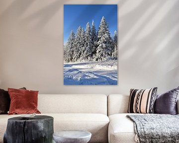 Snow-covered conifers after storm by Claude Laprise