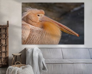 Een roze pelikaan van Joost Potma