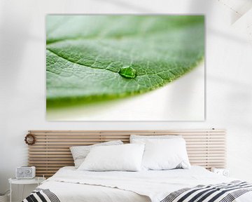 Feuille verte avec goutte d'eau sur Ricardo Bouman Photographie