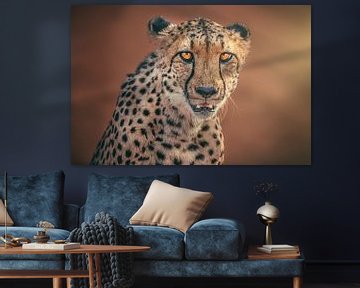 Namibia cheetah portrait in the evening light by Jean Claude Castor