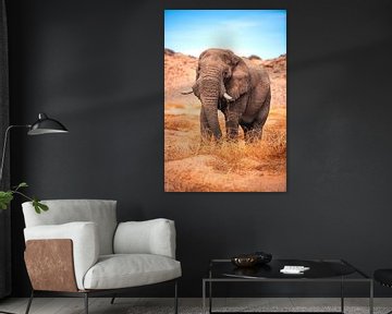 Namibia desert elephant Damaraland by Jean Claude Castor