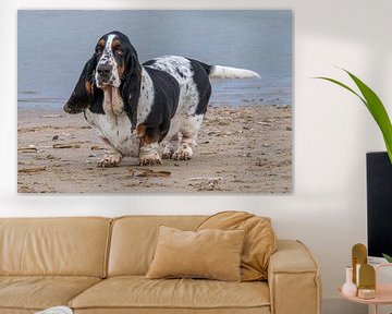 Basset hound sur Peter Bartelings