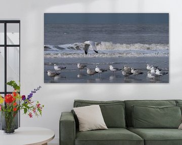 Seagulls on the North Sea beach by Peter Bartelings