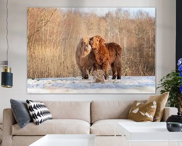 Cuddling Scottish Highlander Calves by Esther Rollema Fotografie