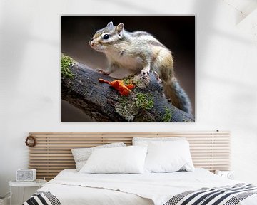 Siberian chipmunk van John Goossens Photography