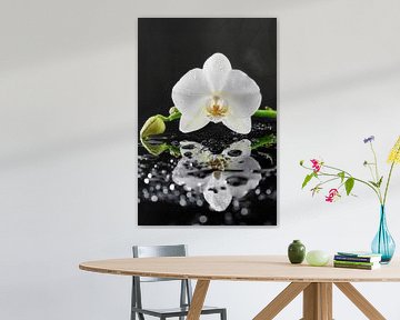 White orchid by Uwe Merkel