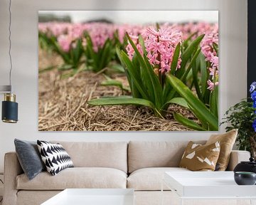 Hyacinth flower field by Yanuschka Fotografie | Noordwijk