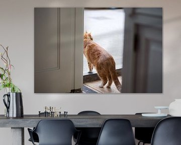 Red male cat in doorway by Bart van Wijk Grobben