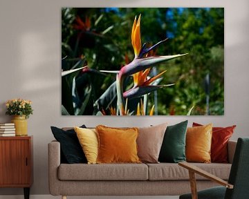 Strelitzia Bird of Paradise flower by Bart van Wijk Grobben