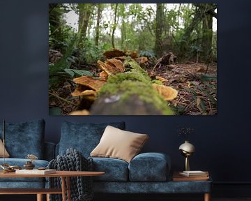 Mushrooms and moss on fallen tree by Bart van Wijk Grobben